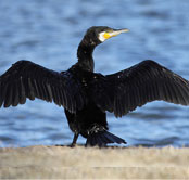 Feathers - Images - Great Cormorant
