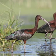 Glossy ibis - Feather Map of Australia